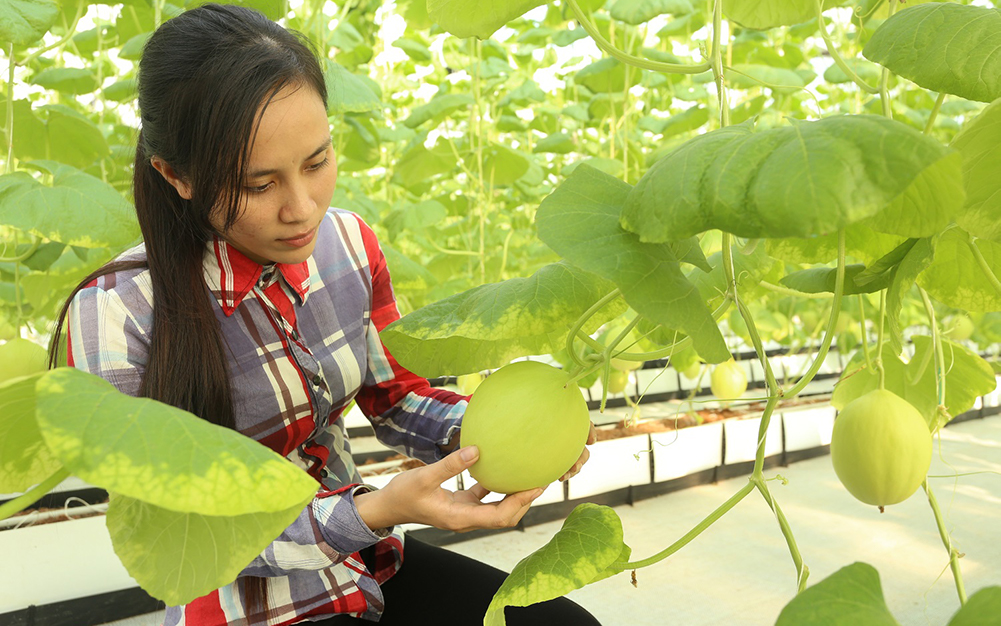 S&T promotes the development of agriculture and industrialization of the Ho Chi Minh road corridor in the North Central Region
