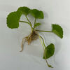 Cây rau má (Centella asiatica (L.) Urb.): Cây dược liệu giá trị và sẵn có của Việt Nam