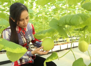Thúc đẩy phát triển nông nghiệp công nghiệp hóa hành lang đường Hồ Chí Minh vùng Bắc Trung Bộ