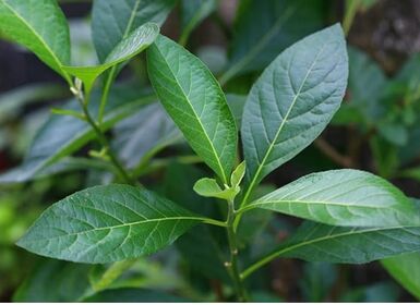 Hợp chất Vernoamyosit E từ cây lá đắng