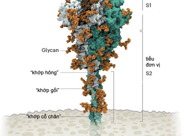 "Mánh khóe" xâm lược tế bào của SARS-CoV-2