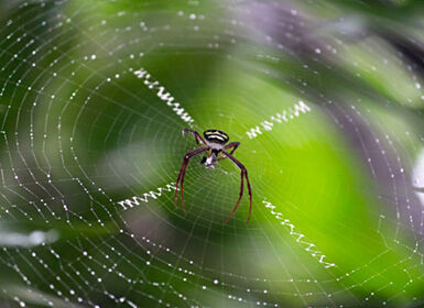 Tơ nhện có thể cải thiện khả năng chống ung thư