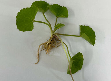 Cây rau má (Centella asiatica (L.) Urb.): Cây dược liệu giá trị và sẵn có của Việt Nam