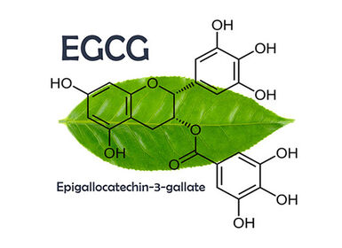 Epigallocatechin gallat - hoạt chất quý từ cây chè Việt Nam với tiềm năng ứng dụng trong chăm sóc sức khỏe và làm đẹp