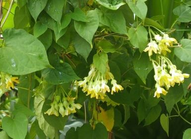 Hoa Thiên lý (Telosma cordata Merr.): Dược liệu có tiềm năng trong điều trị suy giảm trí nhớ