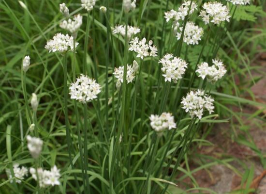 Cây Hẹ (Allium tuberosum Rottl. ex Spreng): Tổng quan về thành phần hóa học, tác dụng sinh học và tiềm năng ứng dụng trong lĩnh vực dược phẩm và chăm sóc sức khỏe