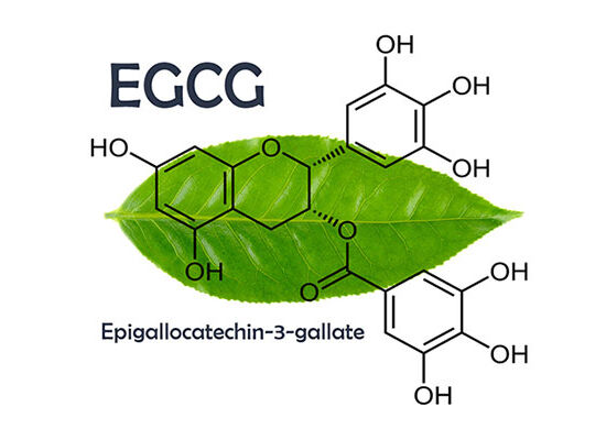 Tiềm năng của Epigallocatechin Gallat (EGCG) từ cây chè Việt Nam trong chăm sóc sức khỏe