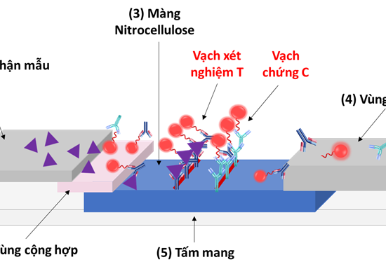 Khuếch đại tín hiệu bằng sắc ký miễn dịch dòng chảy bên (LFIA) và xúc tác để phát hiện vi rút cúm gia cầm (AIV)
