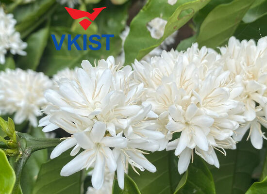 Cà phê có mặt tại Việt Nam như thế nào?