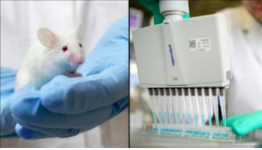 Using stem cell therapy, the scientists completely cured diabetes in mice