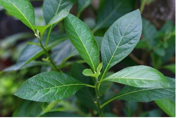 Hợp chất Vernoamyosit E từ cây lá đắng