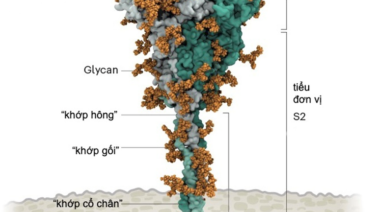 "Mánh khóe" xâm lược tế bào của SARS-CoV-2