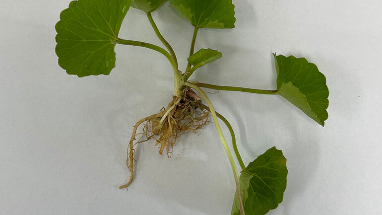 Cây rau má (Centella asiatica (L.) Urb.): Cây dược liệu giá trị và sẵn có của Việt Nam