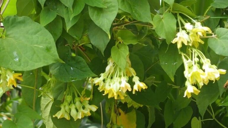 Hoa Thiên lý (Telosma cordata Merr.): Dược liệu có tiềm năng trong điều trị suy giảm trí nhớ