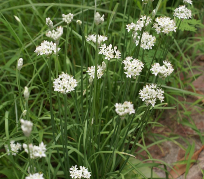 Cây Hẹ (Allium tuberosum Rottl. ex Spreng): Tổng quan về thành phần hóa học, tác dụng sinh học và tiềm năng ứng dụng trong lĩnh vực dược phẩm và chăm sóc sức khỏe