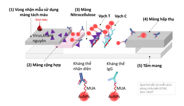 VKIST: Phát triển que thử LFIA theo dõi tái phát và điều trị hiệu quả ung thư