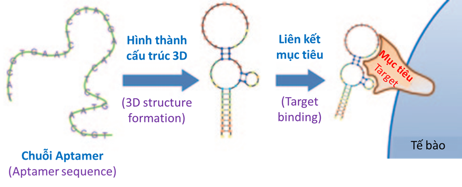 Aptamer và khả năng ứng dụng trong phát triển. Cảm biến sinh học phát hiện virus