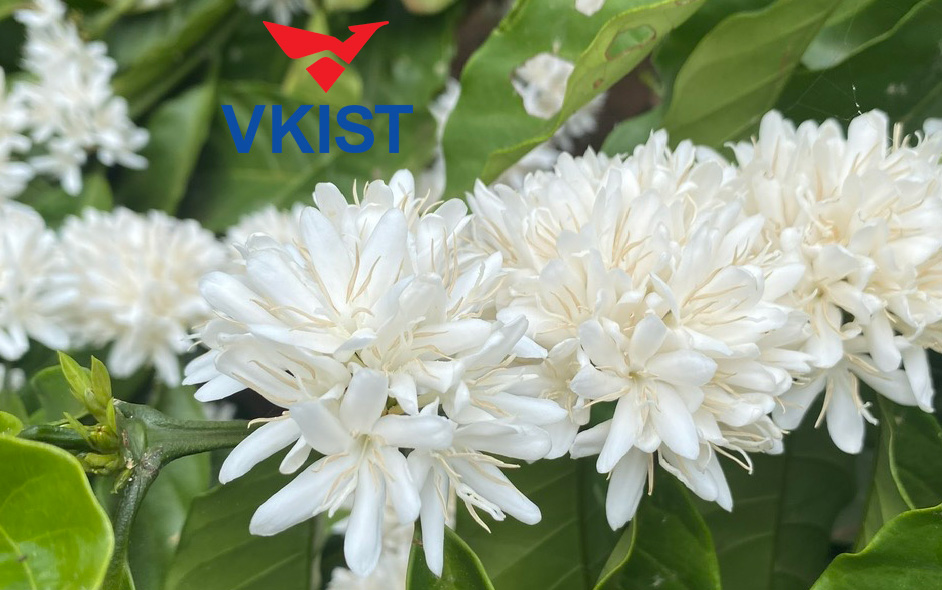 Cà phê có mặt tại Việt Nam như thế nào?