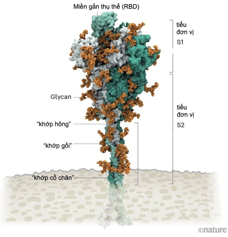 cach-virus-xam-nhiem-te-bao-a1